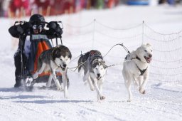 Lenk 2013